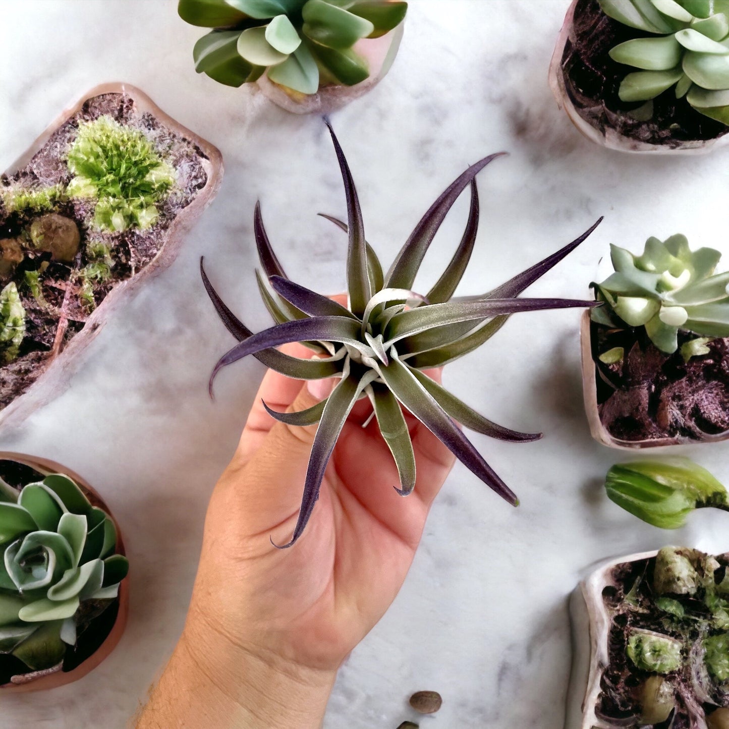 Tillandsia Air Plant - purple plagiotropica 3-5”