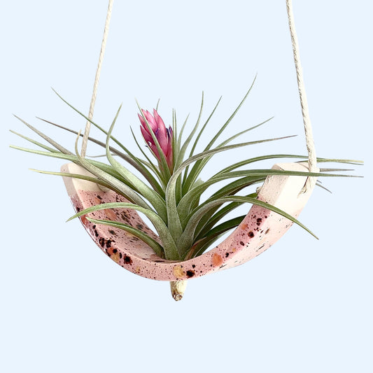 Small Pink Amaryllis Ceramic Air Plant Cradle: Hanging Planter Vase