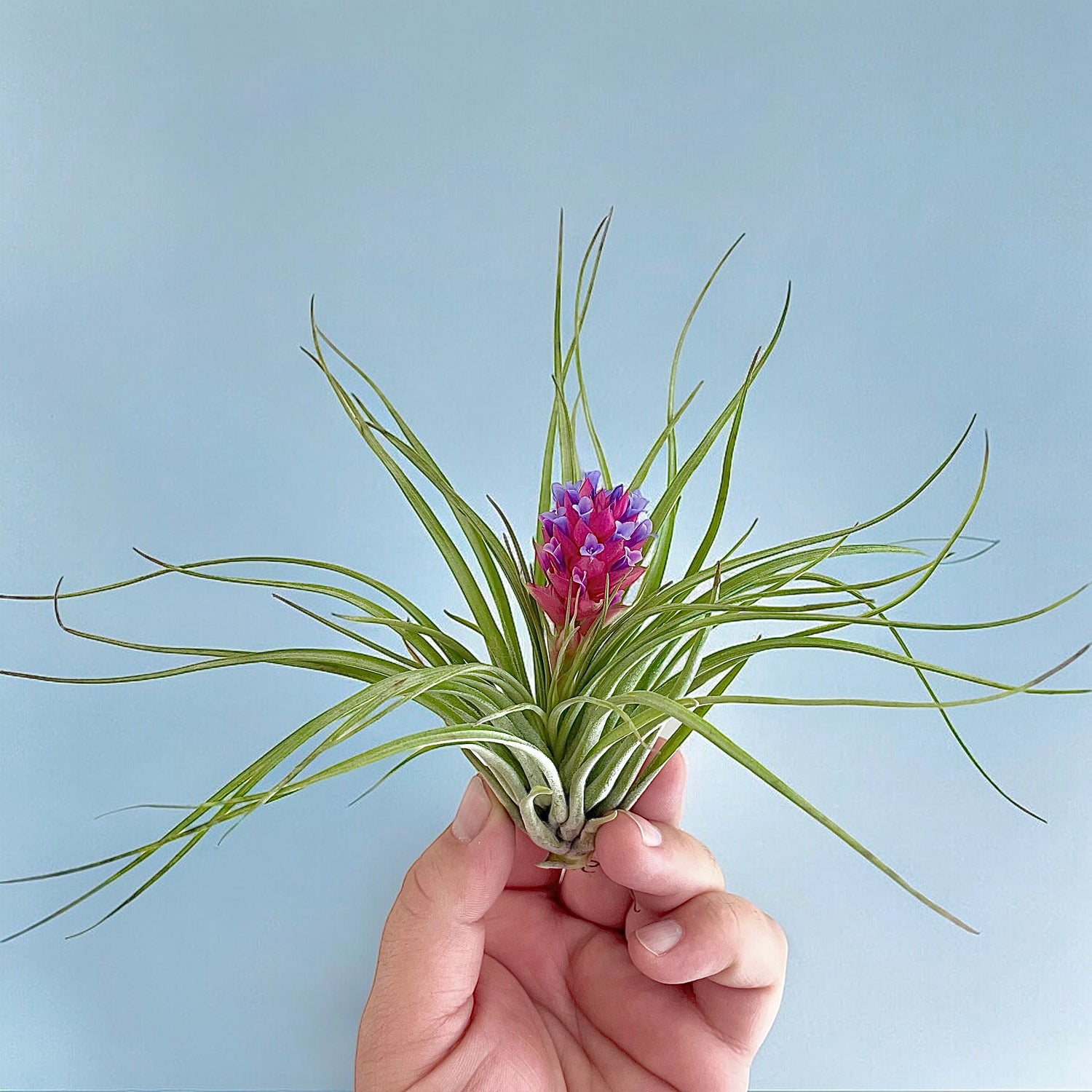Airplants