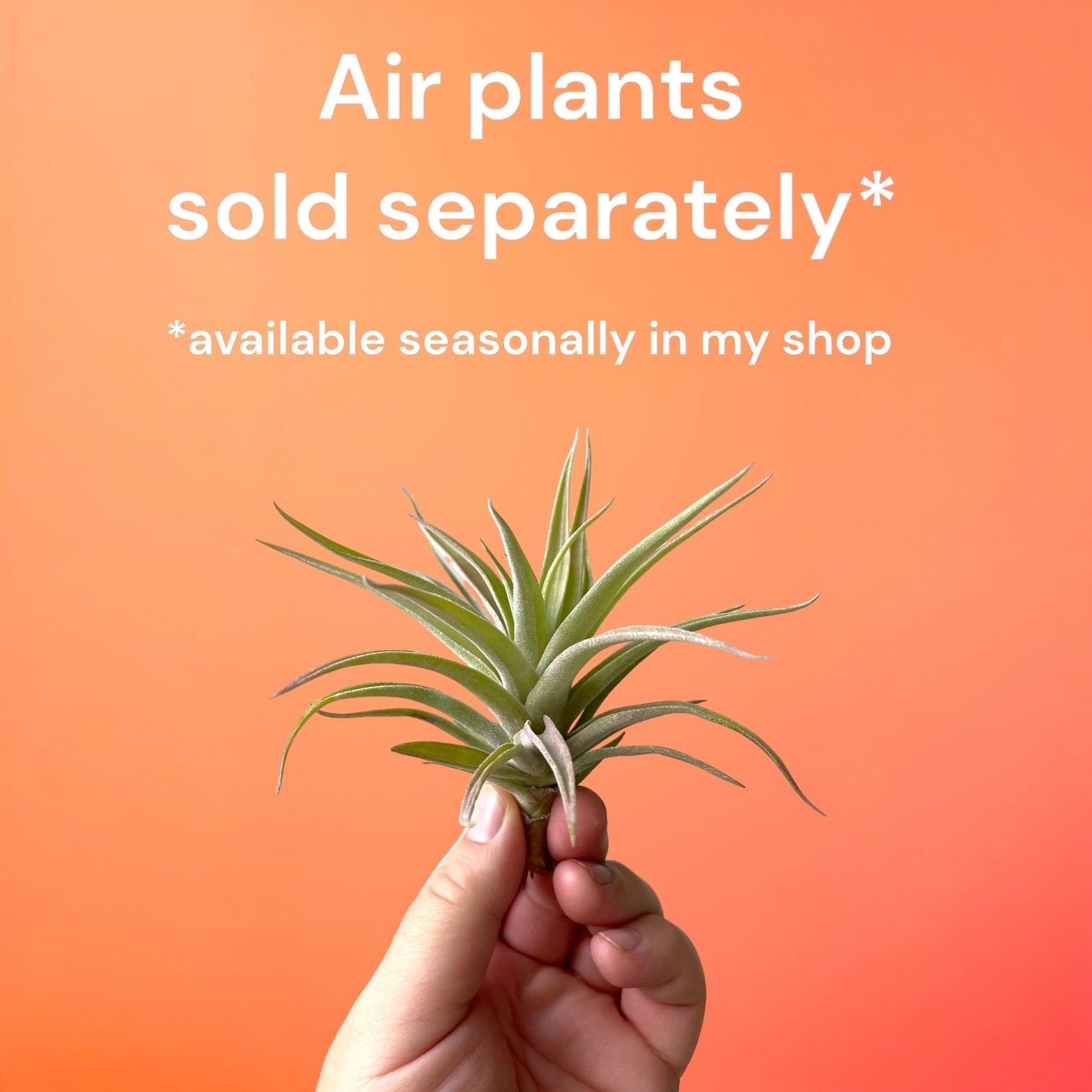 Small Handmade Ceramic Air Plant Cradle: Gunmetal Green Hanging Planter
