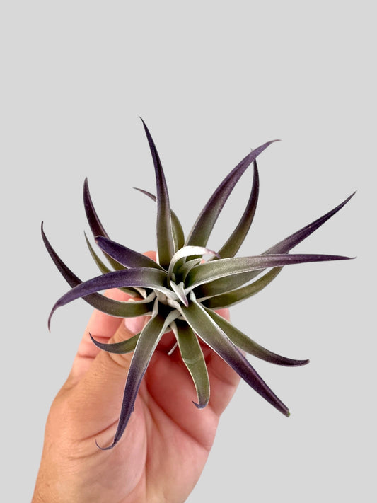 Tillandsia Air Plant - purple plagiotropica 3-5”