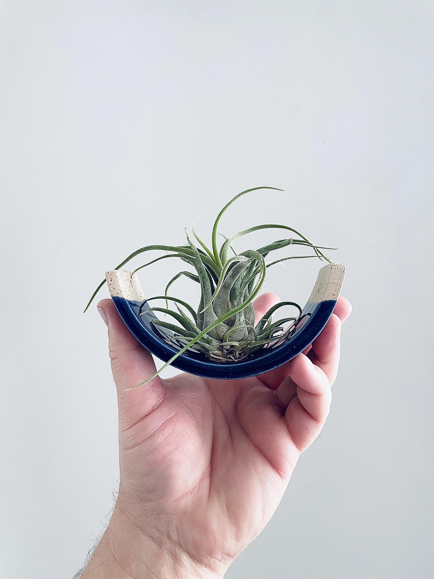 Small Handmade Royal Navy Blue Ceramic Air Plant Cradle - Limited Edition