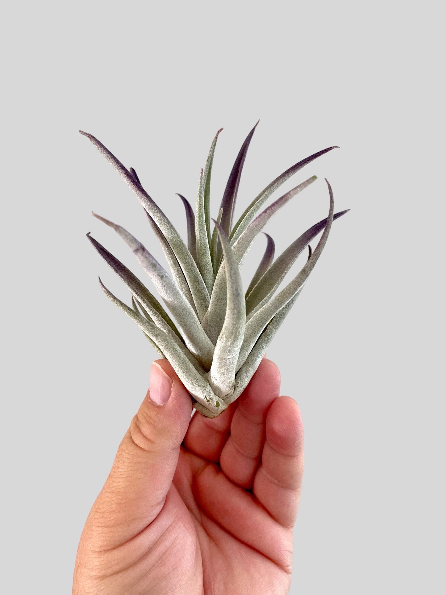 Tillandsia Air Plant - purple plagiotropica 3-5”
