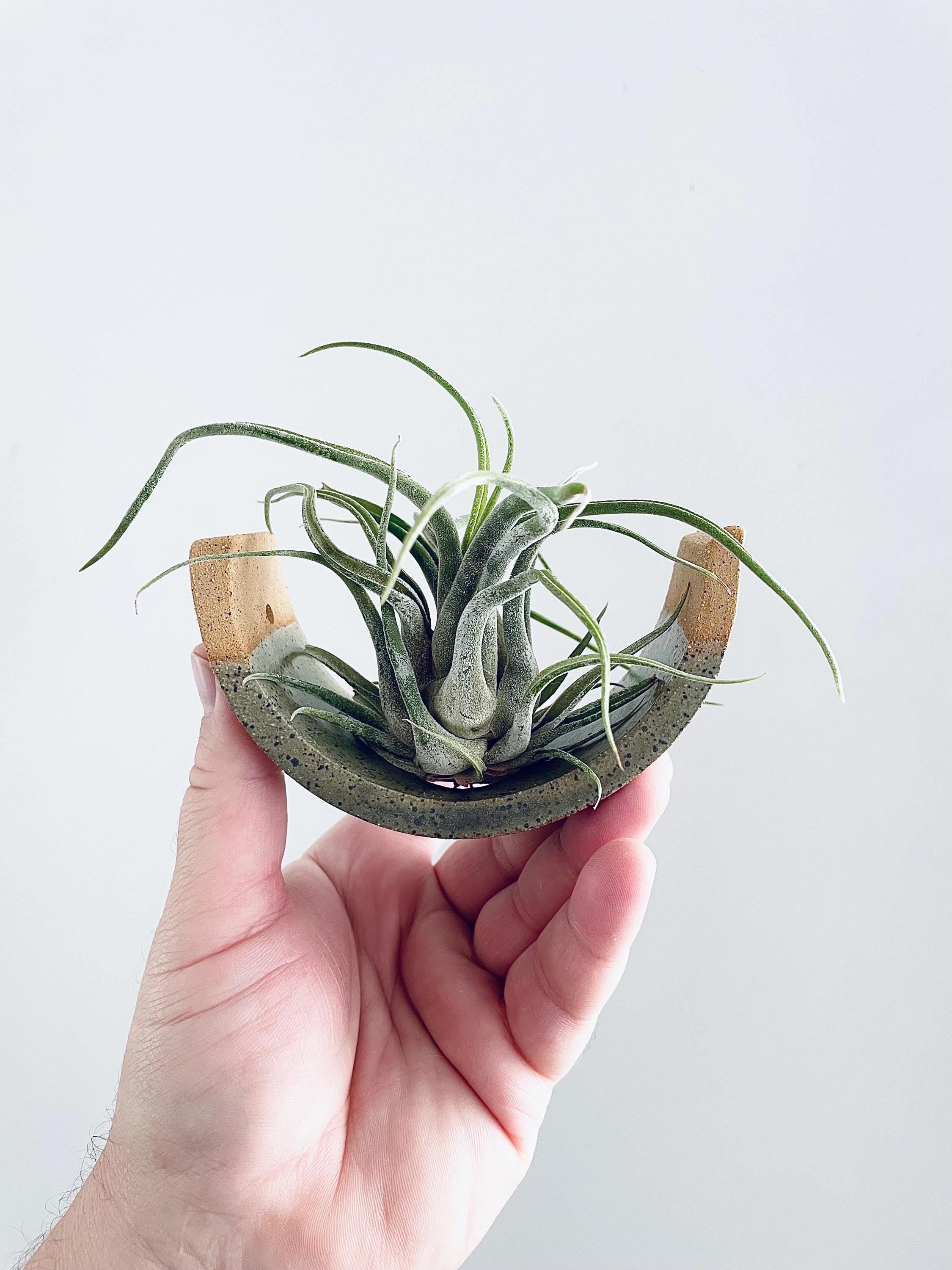 Small Handmade Ceramic Air Plant Cradle: Gunmetal Green Hanging