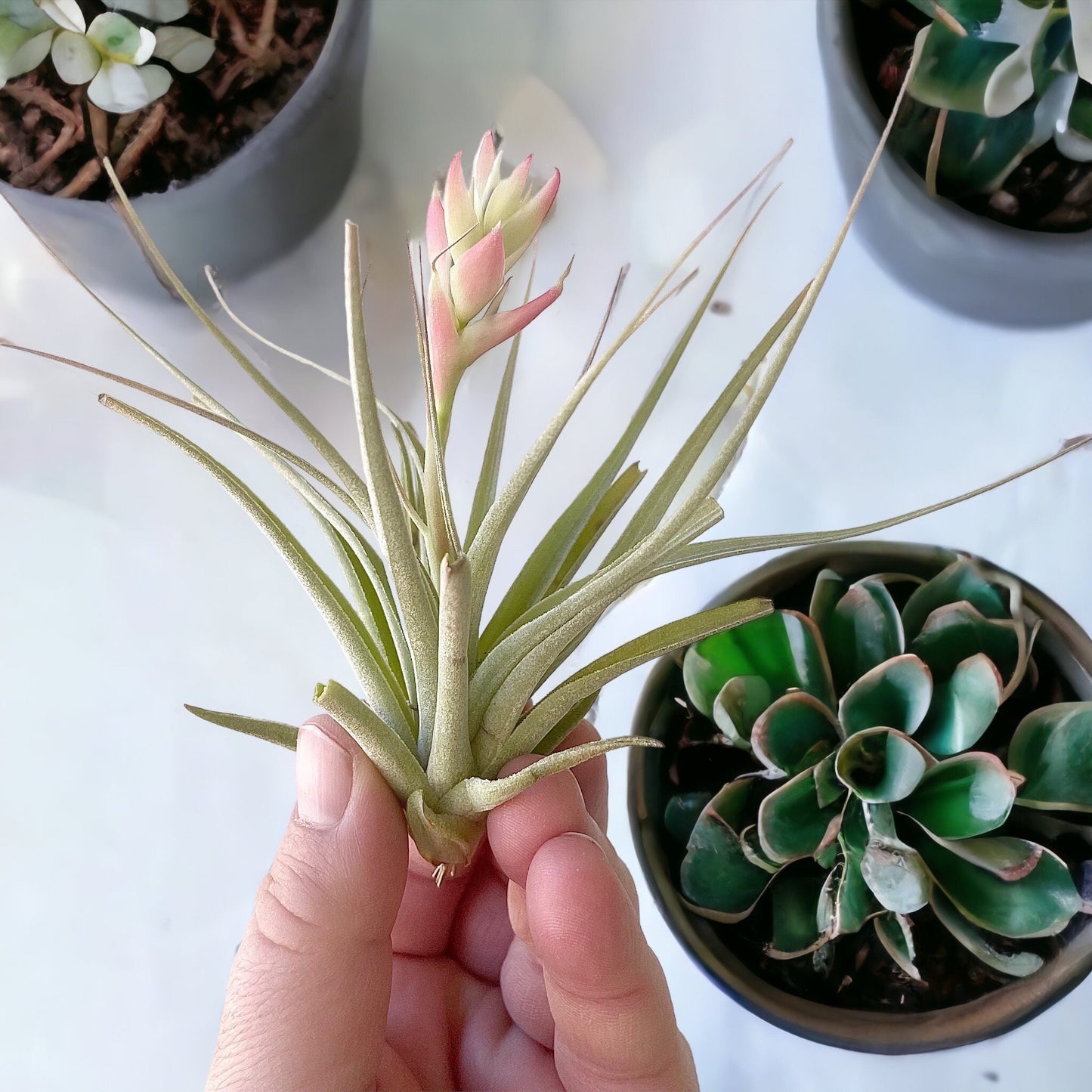 Leonamiana Stricta Tillandsia Air plant - Blooming Now