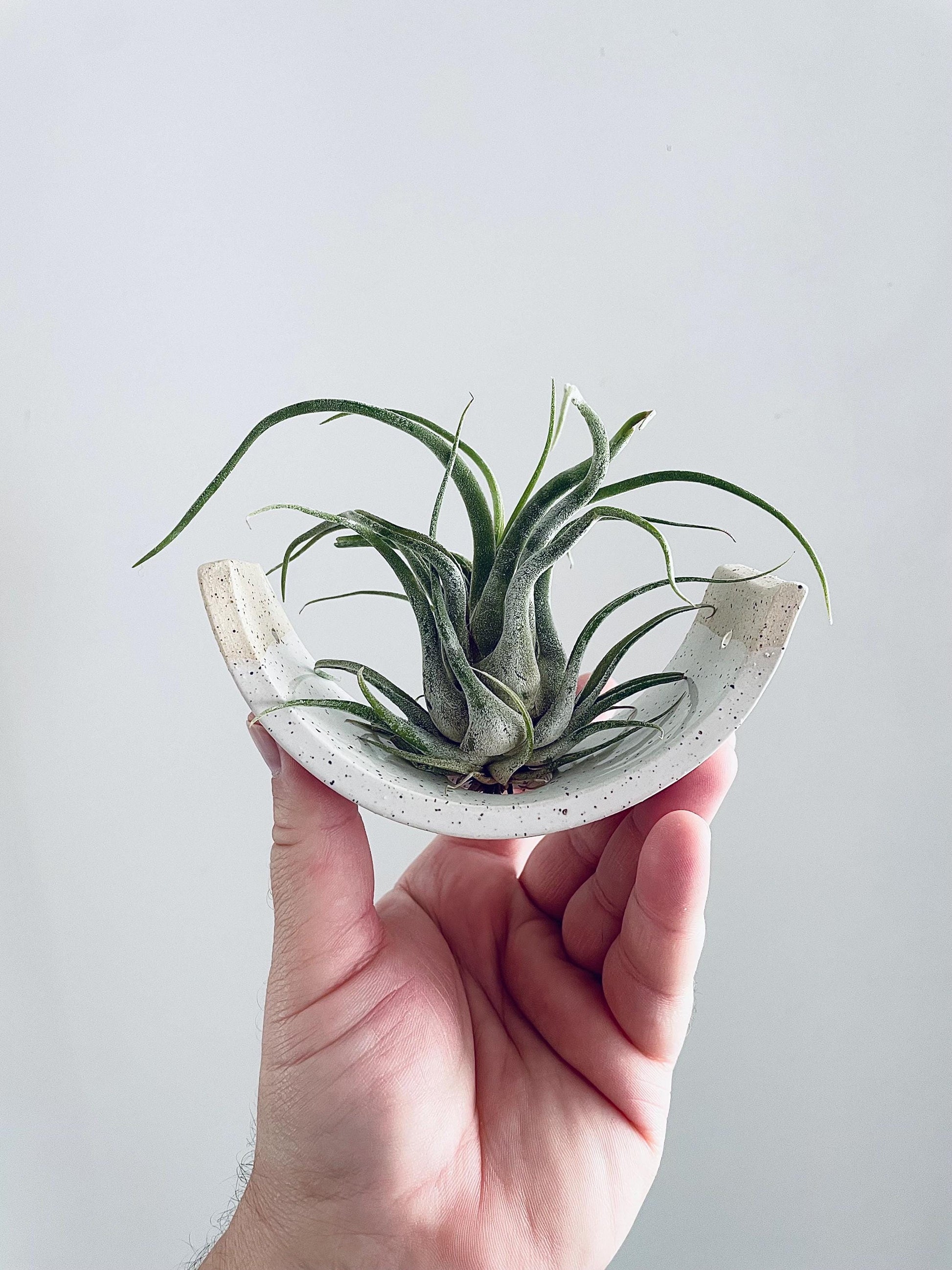 small air plant holder Small Hanging Air Plant Holder — Speckle Buff Stoneware Clay — Gloss W – Mudpuppy Ceramic Studio