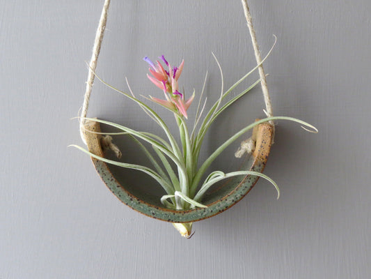 Small Handmade Ceramic Air Plant Cradle: Gunmetal Green Hanging Planter