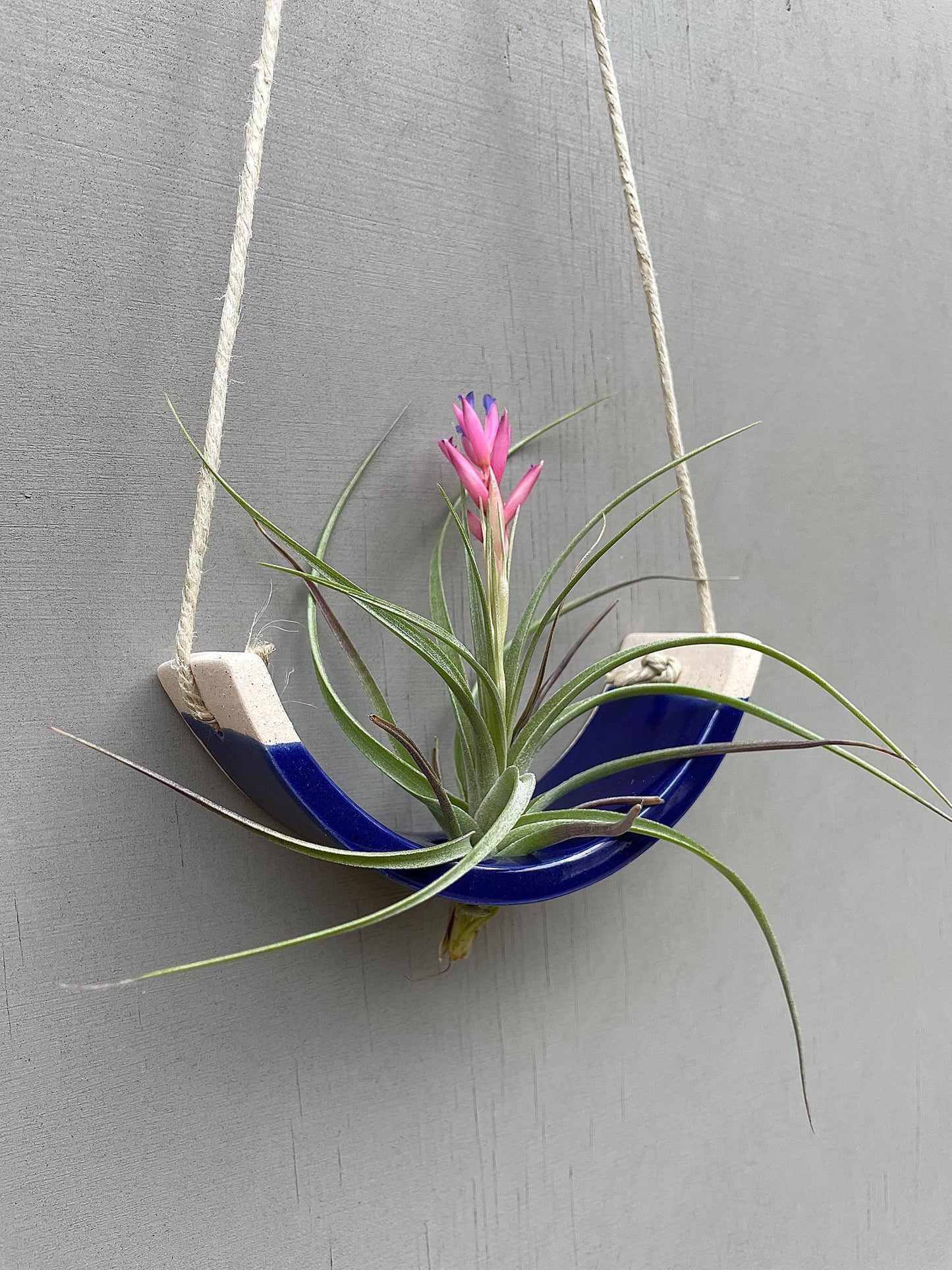 Small Handmade Royal Navy Blue Ceramic Air Plant Cradle - Limited Edition
