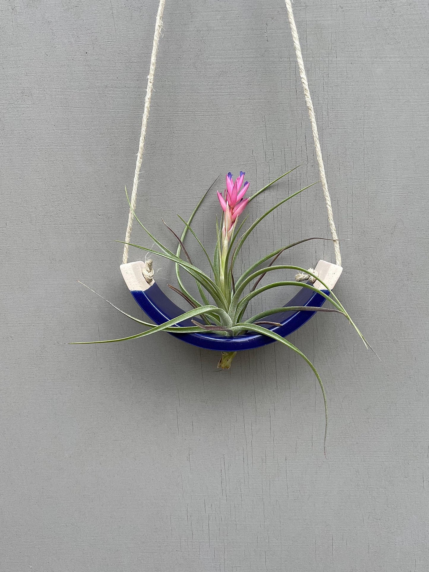 Small Handmade Royal Navy Blue Ceramic Air Plant Cradle - Limited Edition
