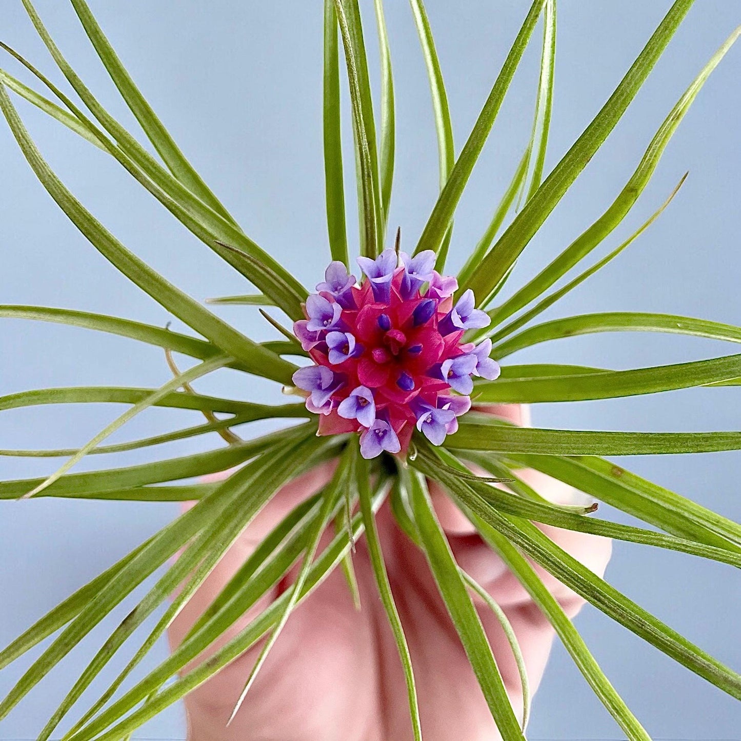 Tillandsia Air plant - Aeranthos Stricta Hybrid - Limited Quantity
