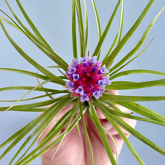 Tillandsia Air plant - Aeranthos Stricta Hybrid - Limited Quantity