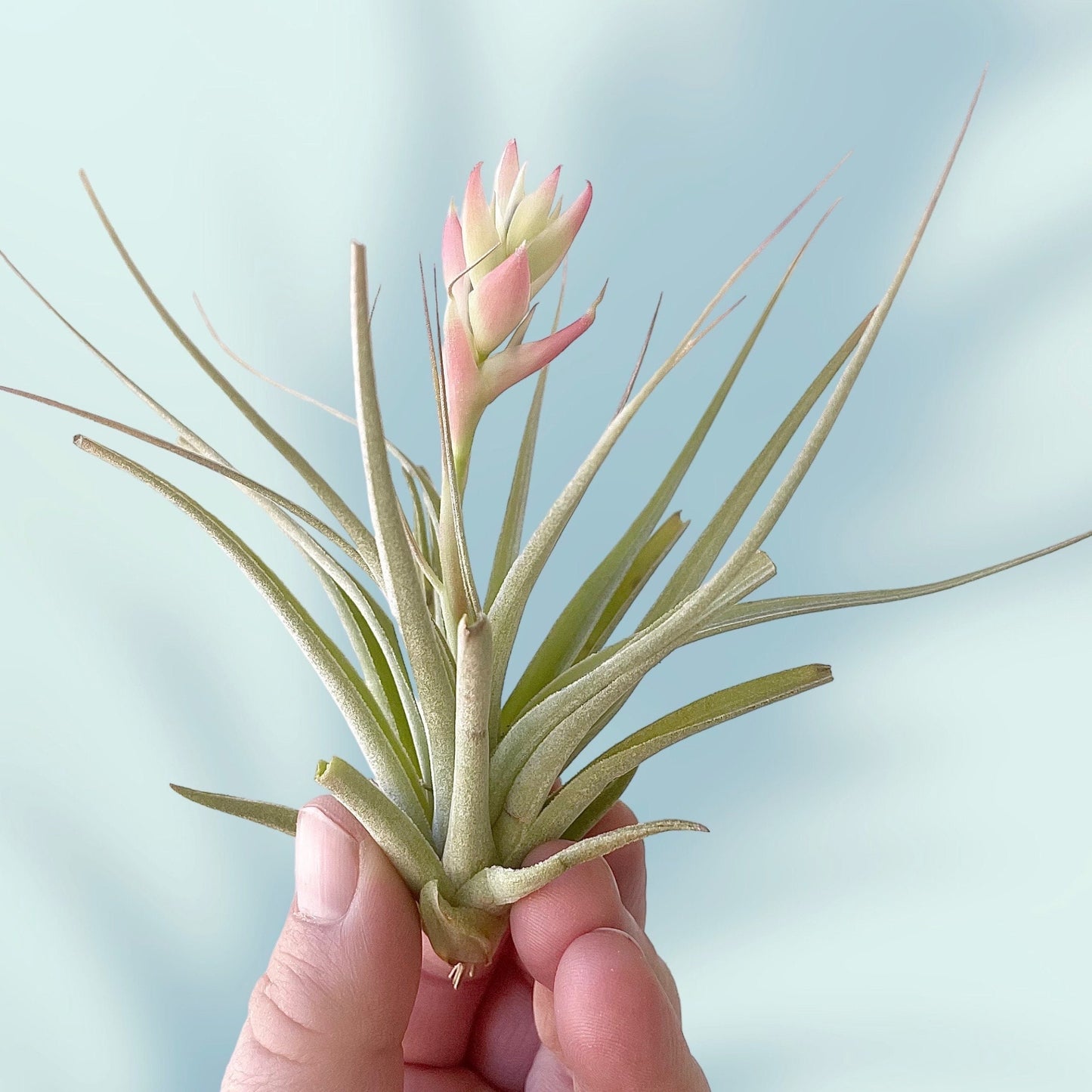 Leonamiana Stricta Tillandsia Air plant - Blooming Now